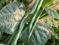 青刀豆种子海德5991