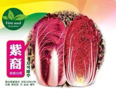紫裔紫白菜种子