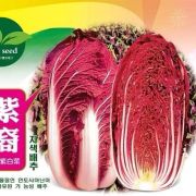 紫裔紫白菜种子