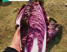 紫宝五号白菜种子