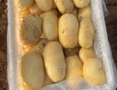 荷兰十五黄皮黄心土豆，量大质优，颜色亮，薯形光滑