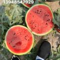 供应/辽宁甜王西瓜代办13948547929/辽