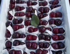 顶级套袋黑珍珠