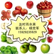2026大荔油桃 油蟠桃，金钱蟠桃