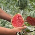 8亩量产2K已经成熟  欢迎来收割，价格合理