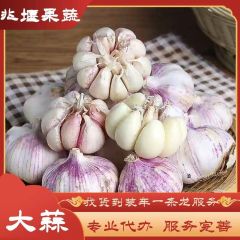 山东莘县红皮大蒜大量上市