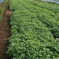 山东寒亭茼蒿茼蒿常年代办代收