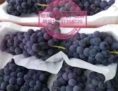 2026柏乡葡萄欢迎老板来电咨询！