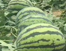 科尔沁甜王西瓜，大棚种植质量达标