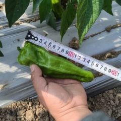 优质芜湖（大皱皮）大量上市