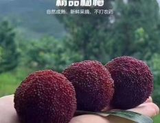 仙居东魁杨梅 自家种植