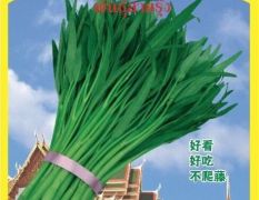 金凤竹叶空心菜叶片呈细柳叶状，杆翠绿色，口感好