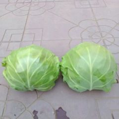 河北大量优质甘蓝