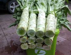 定州莴苣 供应莴笋，莴笋供应期长