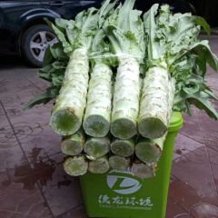 定州莴苣 供应莴笋，莴笋供应期长