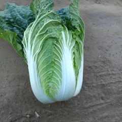 河北定州韩国黄心白菜大量上市