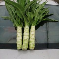 河北定州供应莴笋，莴笋供应期长