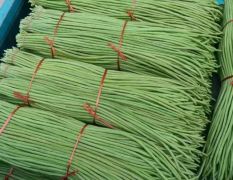 兰陵向城豆角品质优良 宋鹏诚信合作
