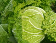 2026太白白菜质量优秀不要再等了！