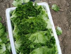 太白塘口村6月供应生菜