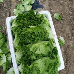 太白塘口村6月供应生菜
