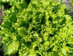 太白塘口村生菜何去何从 小山诚信合作