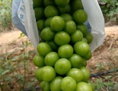 云南阳光玫瑰低糖 15 起，8 克 8 两起