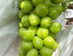 云南阳光玫瑰大量上市