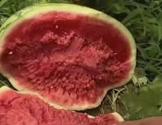 东明露天西瓜