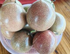 新品种壮蜜06百香果
