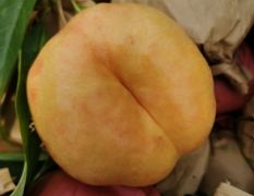 陕西大荔油桃油桃绿色无公害 新鲜绿色无公害！