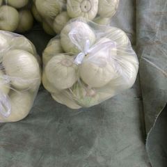 甜瓜， 美浓甜瓜