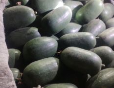 兰陵小冬瓜大量上市了需要的朋友联系