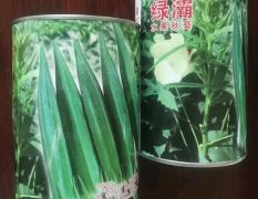 日本原装进口绿霸水果秋葵种子