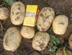 辽宁凌海土豆土豆新鲜上市 有需要的微我