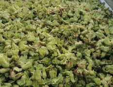 河北辛集 我地有大面积榛子青皮种植