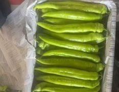 天镇尖椒热卖当中