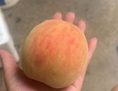 汝州北京十四量大 桃子口感14个糖左右
