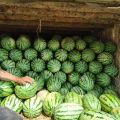 内蒙古300亩西瓜🍉出售