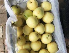 河北皇冠梨毛毛钱一斤