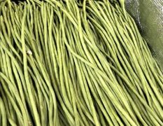 中牟韩寺镇李奇6月供应豆角产地直供