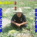 供应 / 甘肃靖远旱砂田硒砂瓜，产地直供