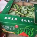 南通无籽美都西瓜大量上市，