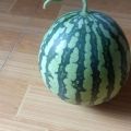 河南美都西瓜  专业代收  代发