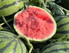 亳州大量 8424西瓜 供应