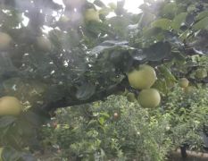 大量供应黄金梨 满树圆润饱满的果子