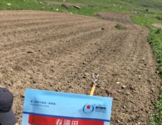 蔚县蔚县草白菜随行就市 郭治维诚信合作