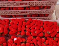 平度草莓代收提前预订