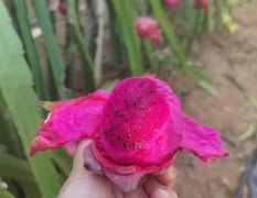 金都一号红心火龙果