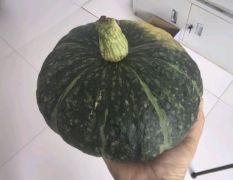 内蒙古察右中旗南瓜 今年价格有看点